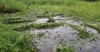 নানা সংকটে পাট চাষ থেকে মুখ ফিরিয়ে নিচ্ছেন নওগাঁর কৃষকরা